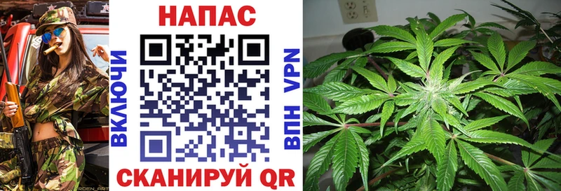 Конопля план  Гаврилов Посад 